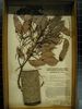 historical herbarium sample